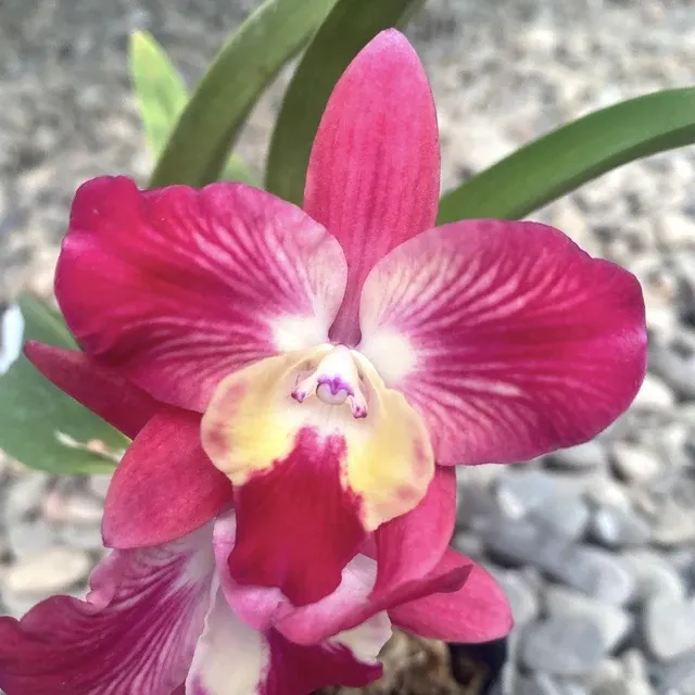 Cattleya Cosmic Delite Parfumata