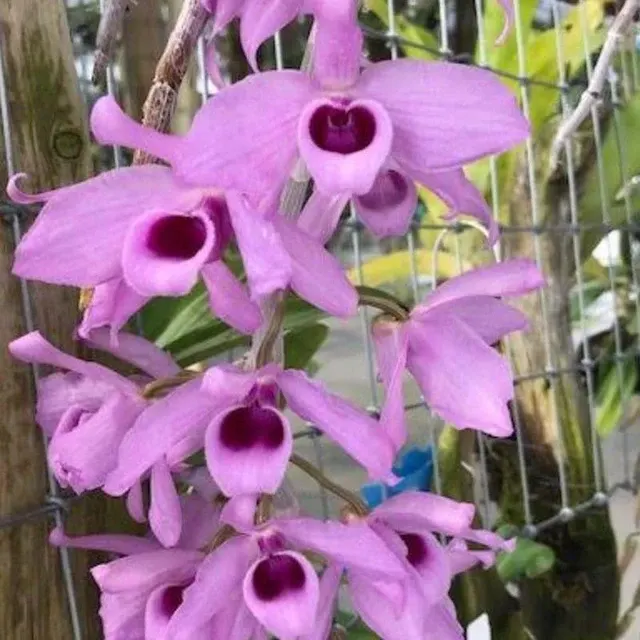 Dendrobium anosmum 'Superbum' (Dendrobium)