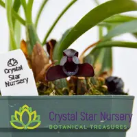 Maxillaria Schunkeana