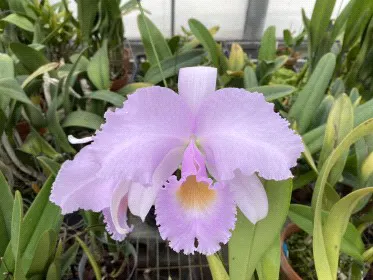 Cattleya trianae 'Ching Hua' (Cattleya)