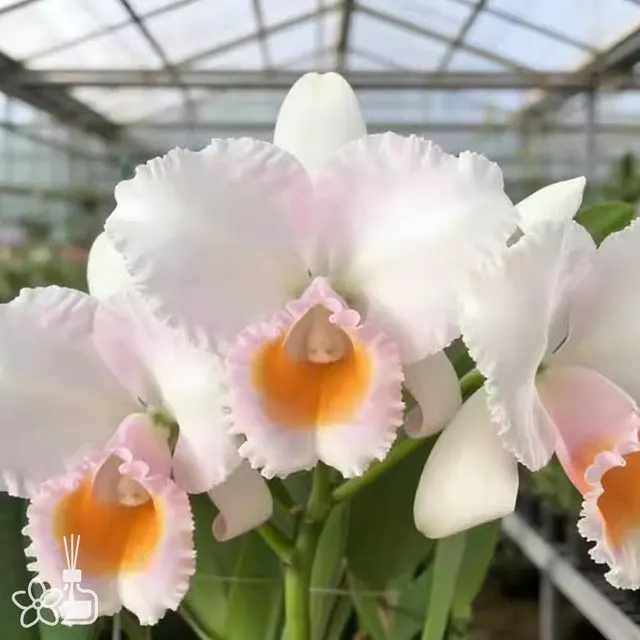 Cattleya schroederae 'Moon Light'