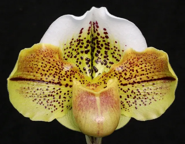 Paphiopedilum Born Crosseyed ‘Stormbringer’ AM/AOS, BM/CSA (Paphiopedilum)