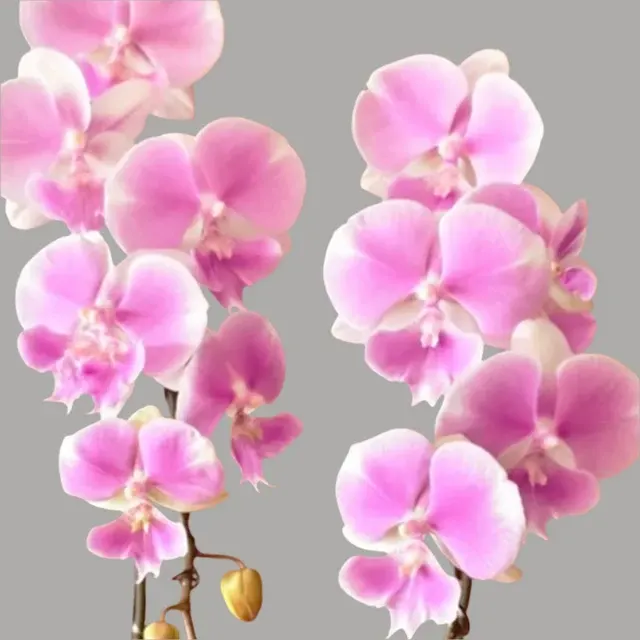 Phalaenopsis Fangmei Dream Wedding
