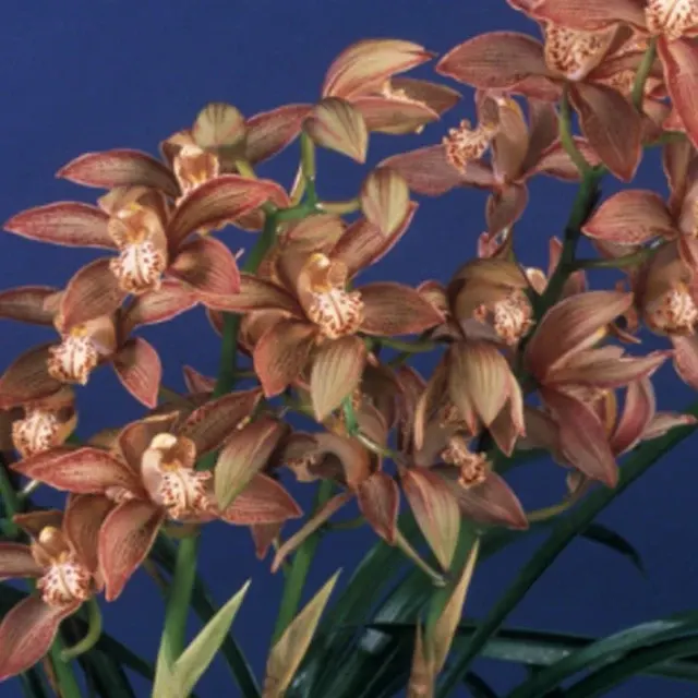 Cymbidium Enzan Knuckle 'Paulista'