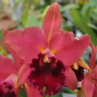 Rlc. Sharon King 'Volcano Princess'