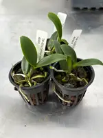 Cattleya violacea fma. alba