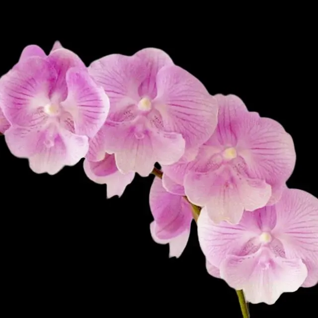 Phalaenopsis Spring Sakura