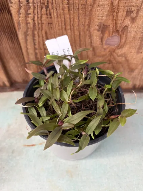 Dendrobium annae (Dendrobium)