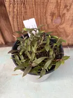 COMPOT Dendrobium annae
