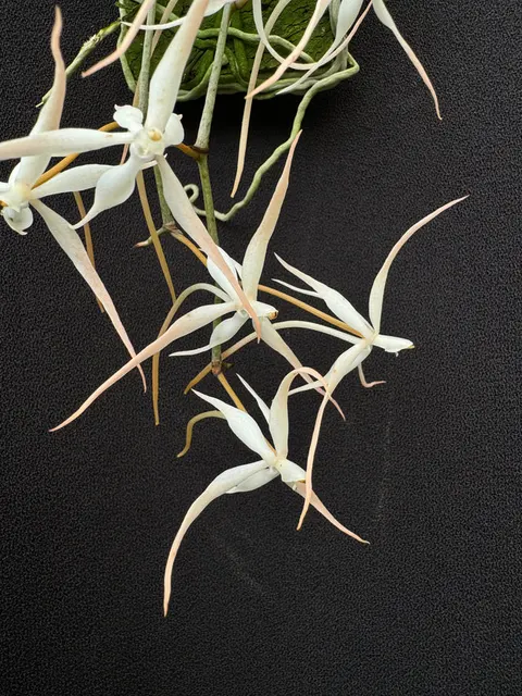 Aerangis carnea (Aerangis)