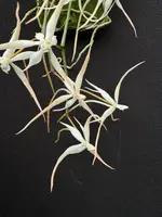 Aerangis carnea