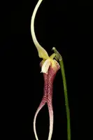 Masdevallia don-quiote