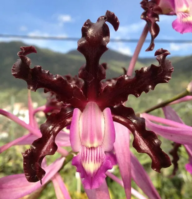Cattleya Myrmecophila Schultzei