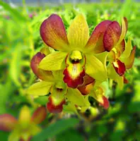 Dendrobium Odom's Honey Amber 'Birdy'