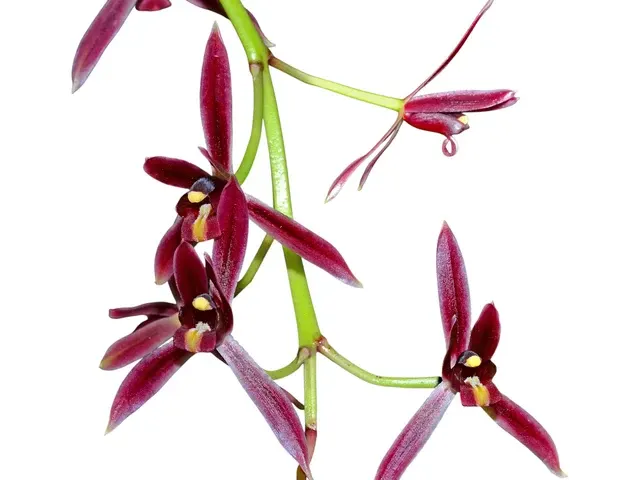Cymbidium dayanum f red (Cymbidium)