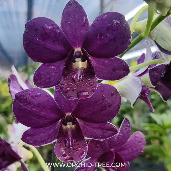 Dendrobium Airway Blue Angel (Dendrobium)
