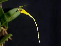 Bulbophyllum contortisepalum (yellow)