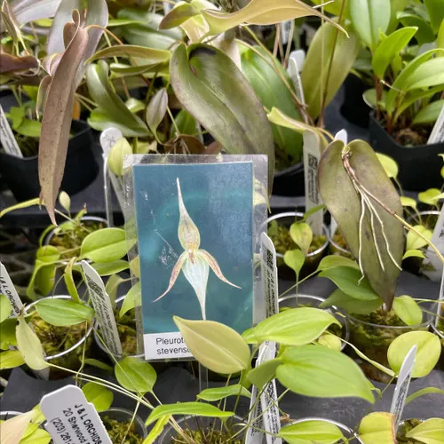 Pleurothallis stevensonii 'J&L' (Pleurothallis)