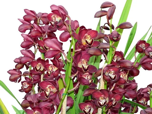 Cymbidium Cafe Gualaceño (Cymbidium)
