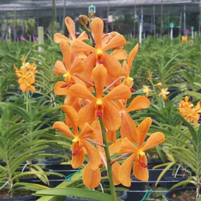 Mokara Omyayi Orange