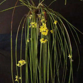 Oncidium cebolleta (Oncidium)