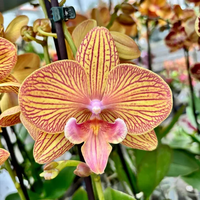 Phalaenopsis GC Reyoung Sisha