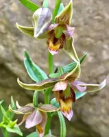 Adam & Eva Orchid Bare-Root Plant - Putty Root Variety - Ideal for Winter Care - Orchis spectabilis