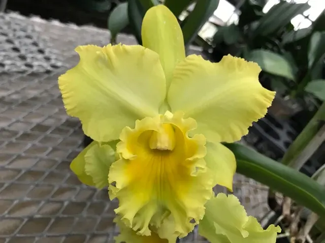 Brassolaeliocattleya Erin Kobayeshi 'Lahina Gold' (Brassolaeliocattleya)