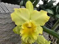Blc. Erin Kobayeshi `Lahina Gold' AM/AOS 3" Pot