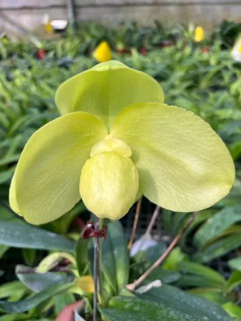 Paphiopedilum wenshanense x Hung Sheng Olive (Paphiopedilum)
