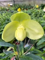 Paphiopedilum (wenshanense x Hung Sheng Olive)