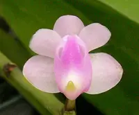 Aerides odorata.