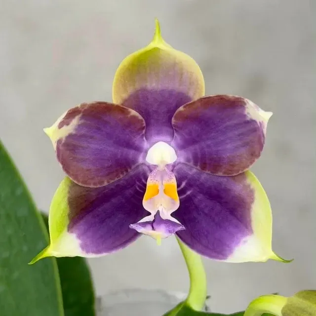 Phalaenopsis Mituo Blue Cat 'Colored Glaze'