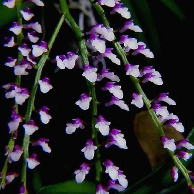 Schoenorchis Gemmeta (Schoenorchis)