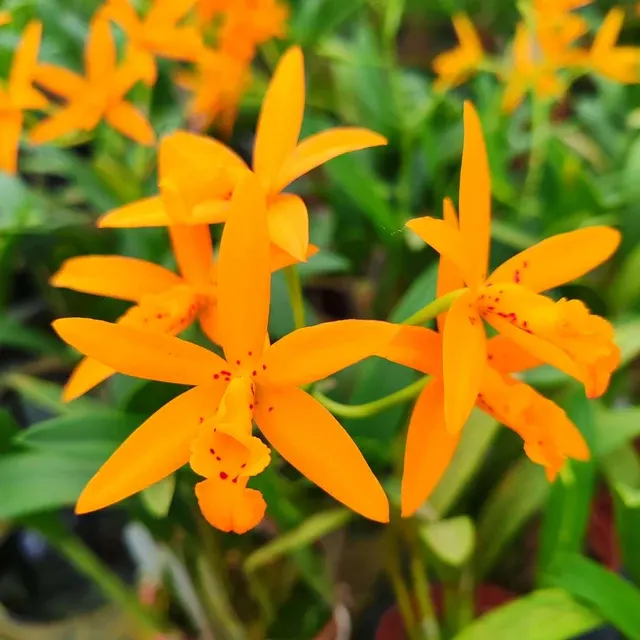 Brassocatanthe Sun Mei Gold (Brassocatanthe)