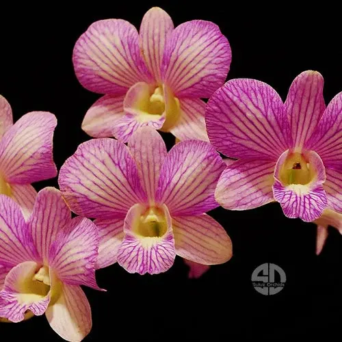 Dendrobium Areedang Green-Burana Stripe