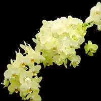 Phalaenopsis Orchid Mint - Mature Plant