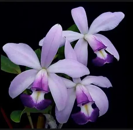 Cattleya maxima var coerulea x (Cattleya)