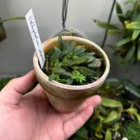 Bulbophyllum sutepense