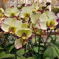 Phalaenopsis Orchid DF1685 Mature Plant With Bud/Flower