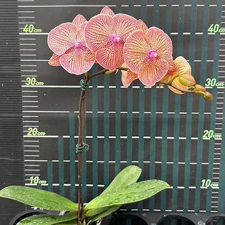Phalaenopsis Sogo Very Maple