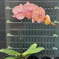 Phalaenopsis Sogo Very Maple 2.5"