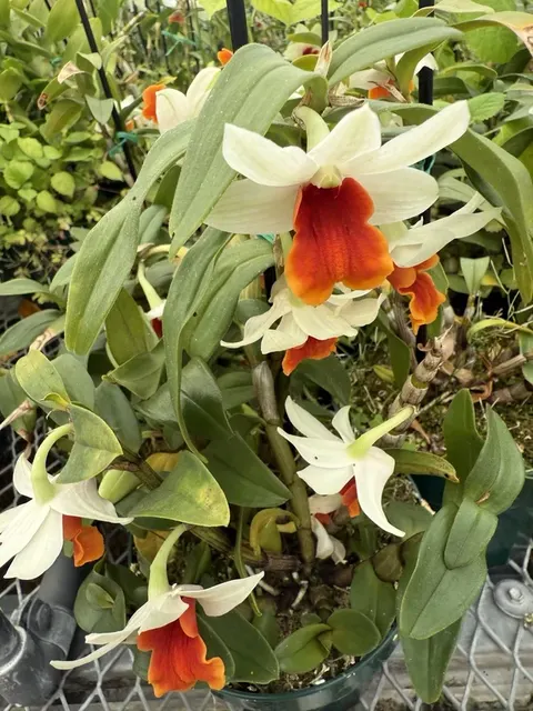 Noid Dendrobium (Dendrobium)
