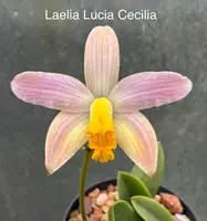 Cattleya (Laelia) Lucia Cecilia