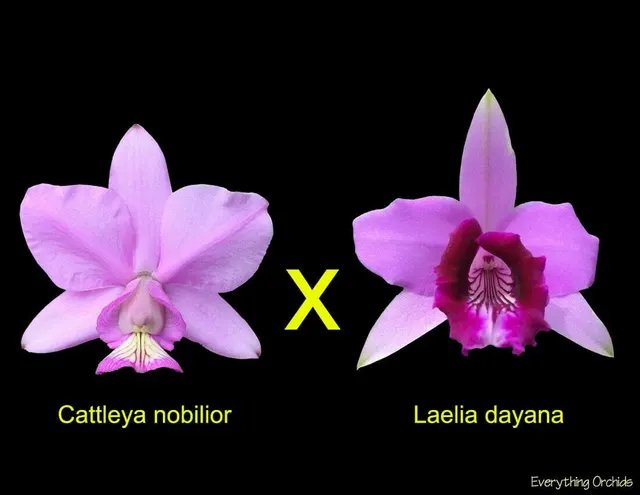 Cattleya Susan Martin