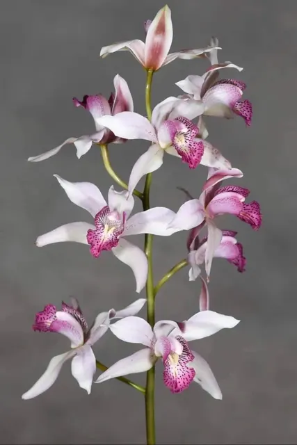 Cymbidium insigne (Cymbidium)