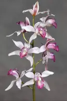Cymbidium insigne subsp. seidenfadenii