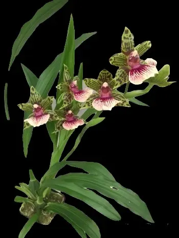 Galeopetalum Starburst
