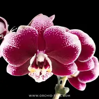 Phalaenopsis Rayoung splash Orchid Plant - BS