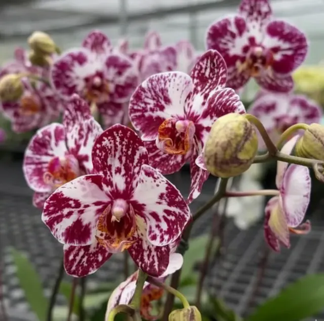 Phalaenopsis Chocolate Blooming Size (Phalaenopsis)